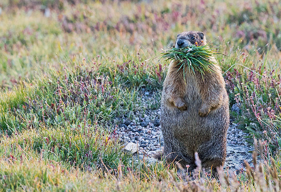 Marmot_16