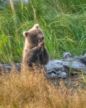 Brown_Bear_Cub_HB_6