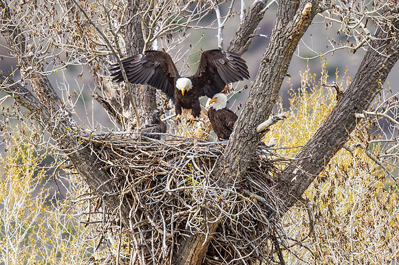 Bald_eagle_Silverthorne_2016_1