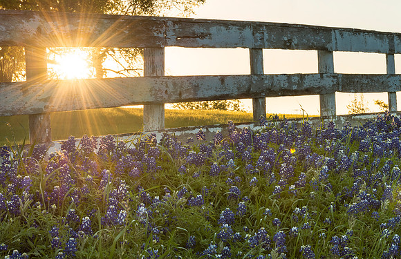 Bluebonnets_Texas_2016_4