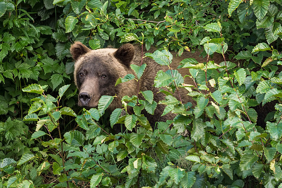 Brown_Bear_Valdez_2016_7