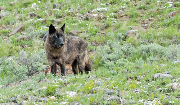 Wolf_5