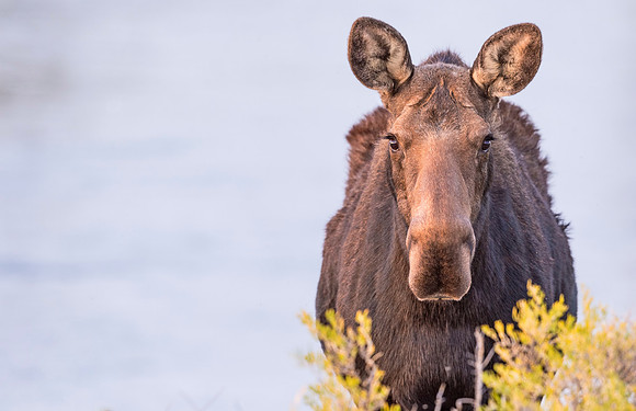Moose_Seedskadee_NWR_2015_4