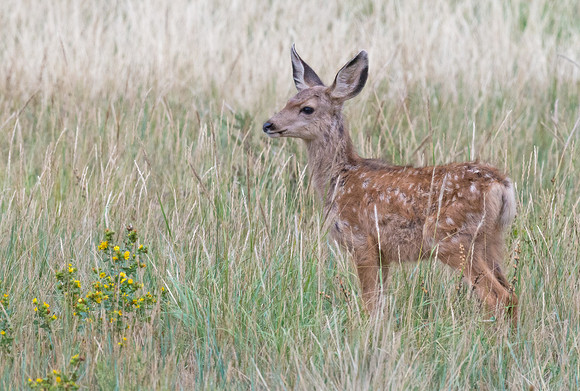 Mule_Deer_Fawn_32