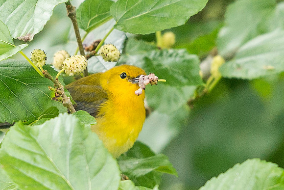 Prothonotary_warbler_GI_2016_1