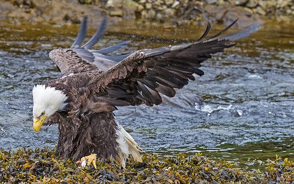 Bald_eagle_DH_18