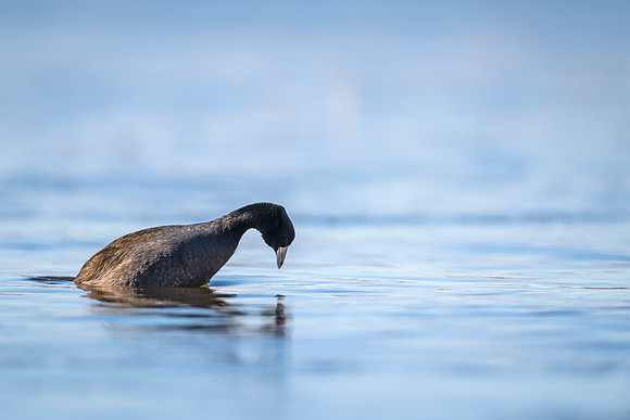 American_coot_BDANWR_2021_1