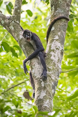 Spider_monkey_Belize_2024_1