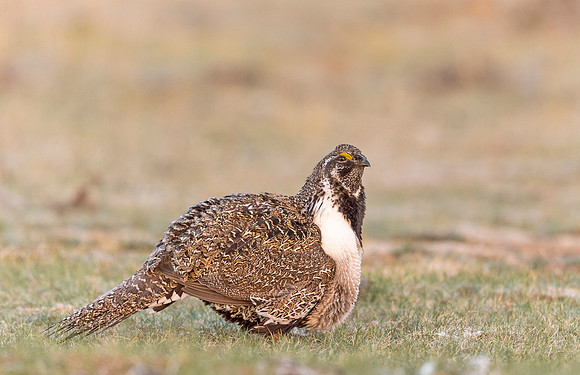 Sage_grouse_Walden_2015_9