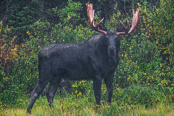 Moose_46