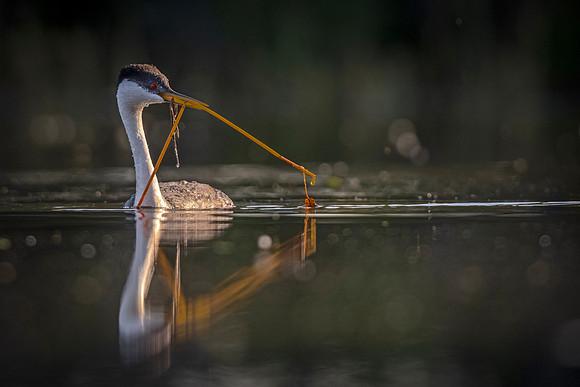 Western_grebe_Loveland_2023_1