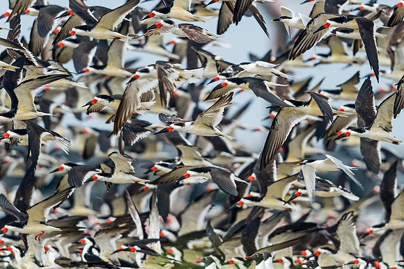 Flock_takeoff_Grand_Isle_2016