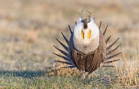 Sage_grouse_Walden_2015_18