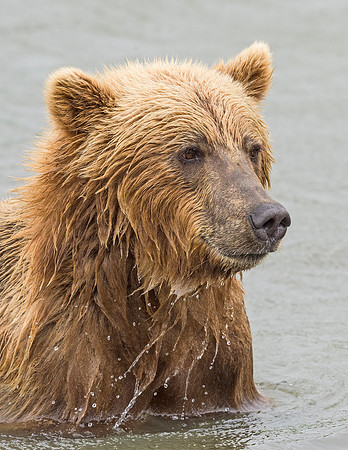 Brown_bear_McNeil_2015_30
