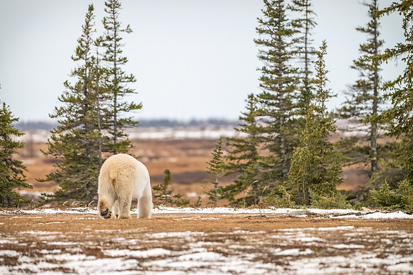 Polar_bear_CH_2024_20