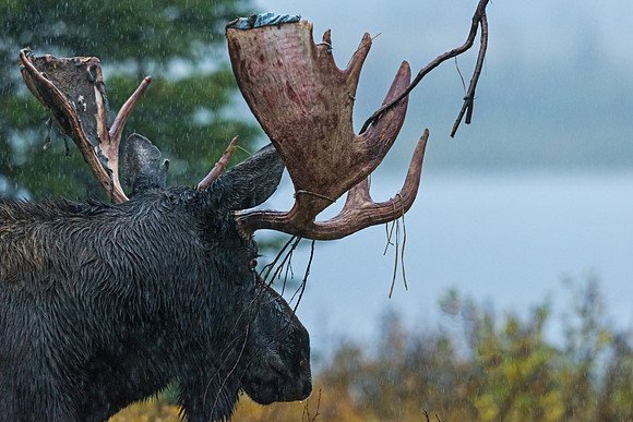 Moose_38