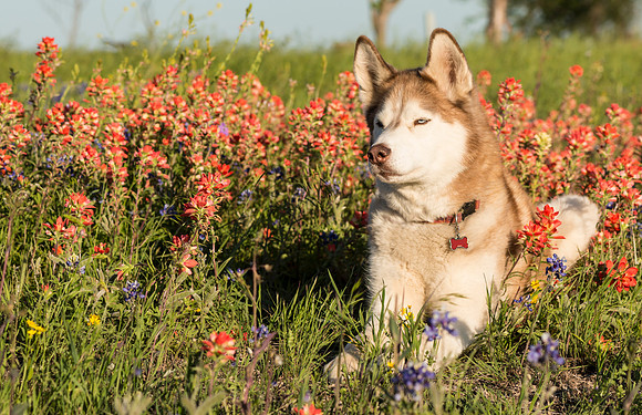 Sage_widlflowers_Texas_1