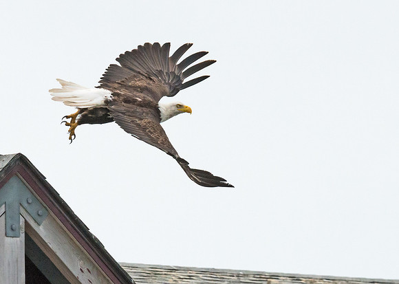 Bald_eagle_Homer_10