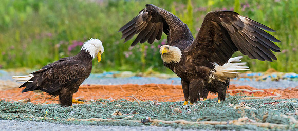 Bald_eagle_DH_26