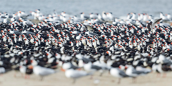 Flock_Grand_Isle_2016_2