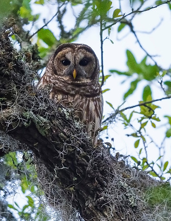 Barred_owl_Lacombe_2016_1