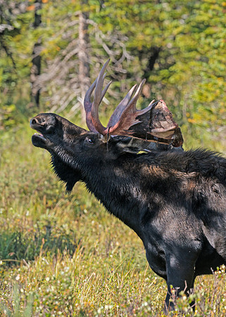 Moose_27
