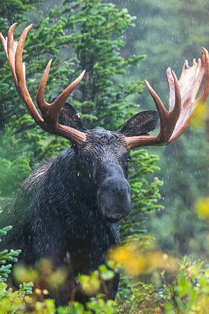 Moose_44