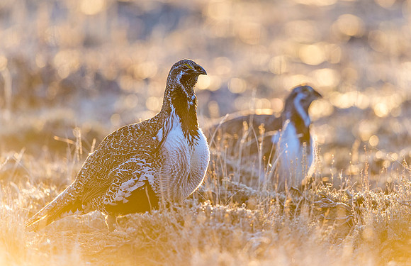 Sage_grouse_Walden_2015_12