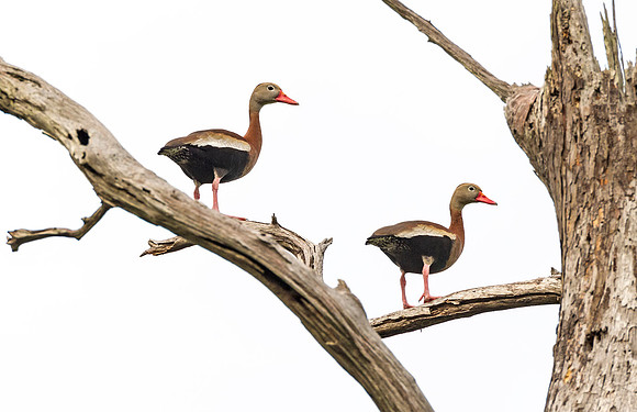 Black-bellied_whistling_duck_Lacombe_2016_1