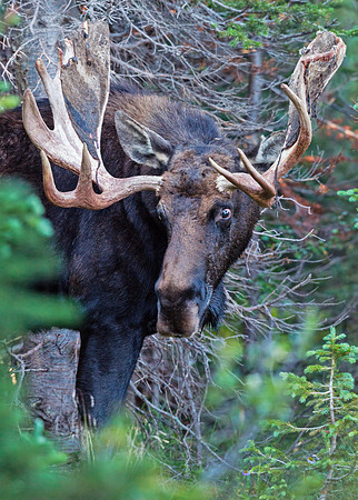 Moose_33