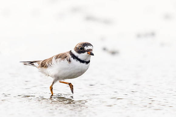 Semi-palmated_plover_Grand_Isle_2016_1