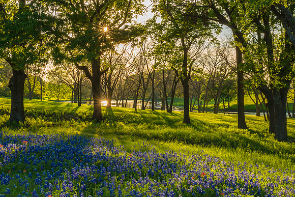 Blue_Bonnet_Meadow_2016_1