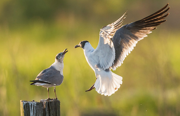 Laughing_gulls_Big_Branch_Marsh_NWR_2016_2