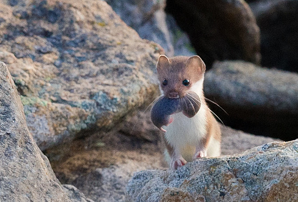 Long-tailed_weasel_3