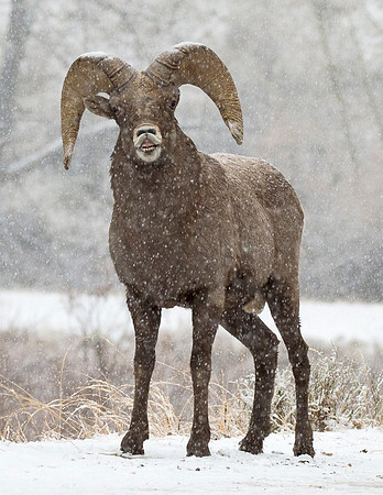 Bighorn_Ram_153