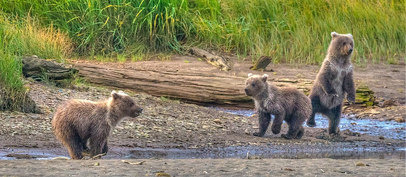 Brown_Bear_Cub_HB_9