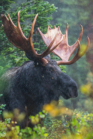Moose_45