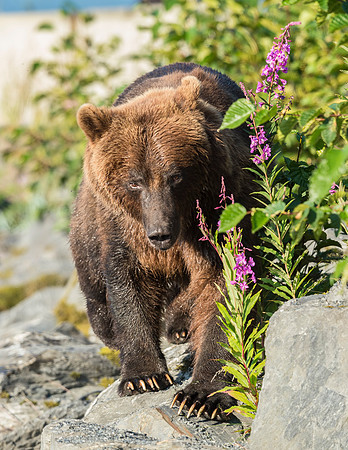 Brown_Bear_Valdez_2016_1