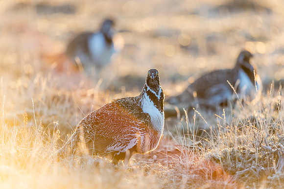 Sage_grouse_Walden_2015_11
