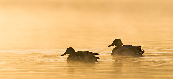 Mallard_duck_7
