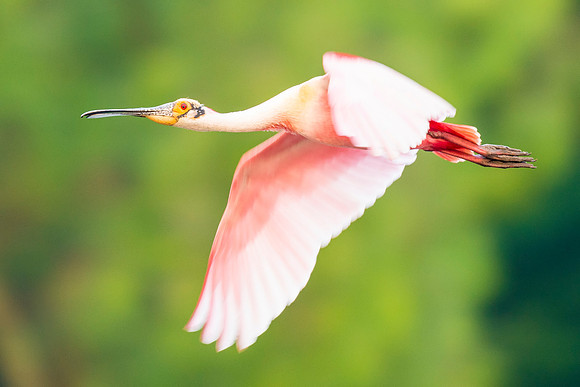 Roseate_Spoonbill_Rips_Rookery_2016_1