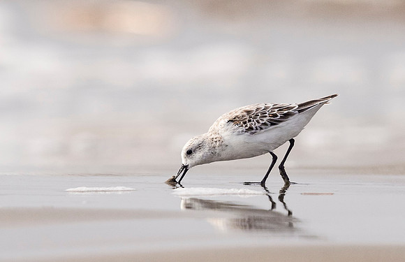 Sanderling_Grand_Isle_2016_1