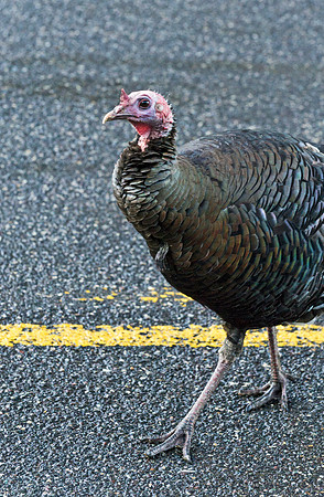 Wild_Turkey_1