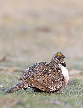 Sage_grouse_Walden_2015_5