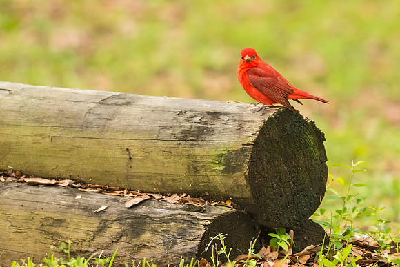 Summer_tanager_GI_2016_1