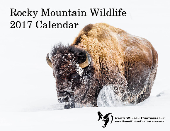 Bison_YNP_2016_7