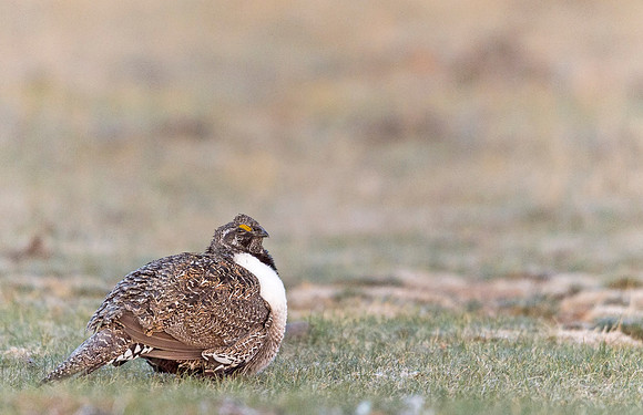 Sage_grouse_Walden_2015_7