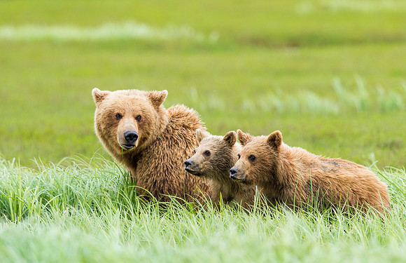 Brown_bear_McNeil_2015_21