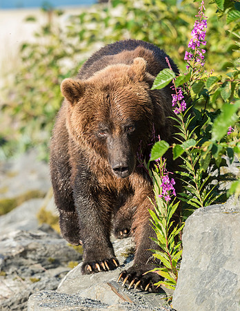 Brown_Bear_Valdez_2016_2