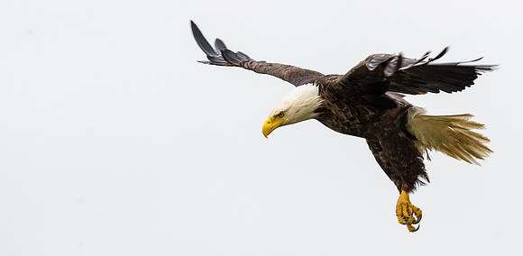 Bald_eagle_DH_28